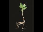 Lycope une fleur (Lycopus uniflorus)_11