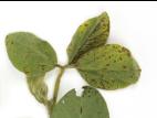 Soya - imazéthapyr (2)_6