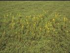Lysimaque terrestre (Lysimachia terrestris)_10