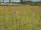 Salicaire commune (Lythrum salicaria)_1