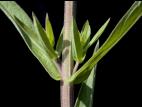 Salicaire commune (Lythrum salicaria)_6