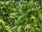 Salicaire commune (Lythrum salicaria)_11