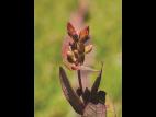 Millepertuis Fraser (Hypericum fraseri)_2