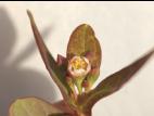 Millepertuis Fraser (Hypericum fraseri)_3