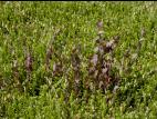 Millepertuis Fraser (Hypericum fraseri)_11