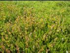 Millepertuis Fraser (Hypericum fraseri)_13