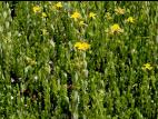 Millepertuis elliptique (Hypericum ellipticum)_1