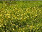 Millepertuis elliptique (Hypericum ellipticum)_4