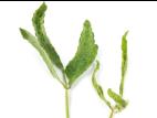 Soya - glyphosate (9)_2