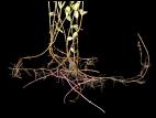 Millepertuis elliptique (Hypericum ellipticum)_7