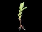 Millepertuis elliptique (Hypericum ellipticum)_10