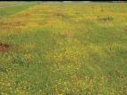 Millepertuis elliptique (Hypericum ellipticum)_12