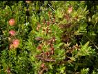 Millepertuis elliptique (Hypericum ellipticum)_14