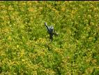 Millepertuis elliptique (Hypericum ellipticum)_16