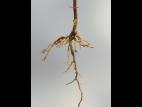 Millepertuis majeur (Hypericum majus)_2