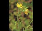 Millepertuis majeur (Hypericum majus)_3