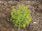 Millepertuis nain (Hypericum mutilum)_1
