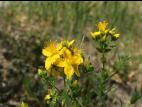 Millepertuis commun (Hypericum perforatum)_14