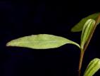Onagre vivace (Oenothera perennis)_5