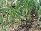 Chiendent(Elymus repens)_2