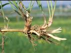 Chiendent(Elymus repens)_3