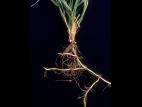 Chiendent(Elymus repens)_15
