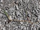 Chiendent(Elymus repens)_18