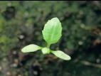 Seneçon vulgaire (Senecio vulgaris)_2