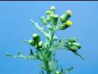 Seneçon vulgaire (Senecio vulgaris)_3