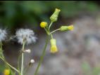 Seneçon vulgaire (Senecio vulgaris)_14