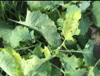 Canola - mésotrione (27)_1