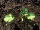 Panais sauvage (Pastinaca sativa)_1