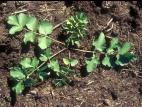 Panais sauvage (Pastinaca sativa)_2