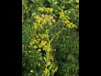 Panais sauvage (Pastinaca sativa)_5