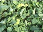 Canola - mésotrione (27)_2