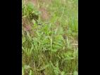 Panais sauvage (Pastinaca sativa)_12
