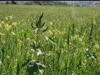 Grande herbe à poux (Ambrosia trifida)_5
