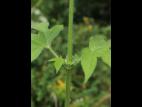 Grande herbe à poux (Ambrosia trifida)_15