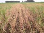 Seigle d'automne - glyphosate (9)_2