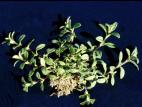Céraiste vulgaire(Cerastium fontanum)_3