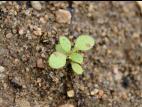 Céraiste vulgaire(Cerastium fontanum)_12