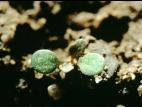 Rorippe marais (Rorippa palustris)_1