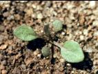 Rorippe marais (Rorippa palustris)_2
