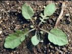 Rorippe marais (Rorippa palustris)_3