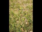 Rorippe marais (Rorippa palustris)_6