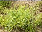 Rorippe marais (Rorippa palustris)_7