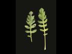 Rorippe marais (Rorippa palustris)_11