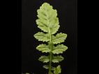 Rorippe marais (Rorippa palustris)_17