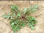 Rorippe sylvestre (Rorippa sylvestris)_2