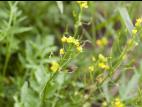 Rorippe sylvestre (Rorippa sylvestris)_5
